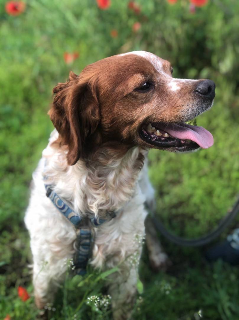 Adotta il cane Rocky a Milano