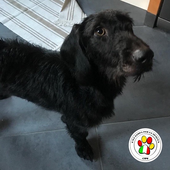 Adozione cane, maschio, Bassotto, 4 anni e 8 mesi, taglia media contenuta, Como