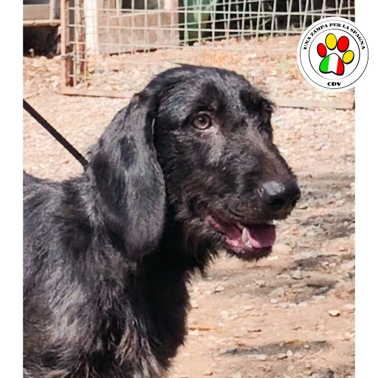 Adotta un cane, taglia media contenuta, maschio, Como