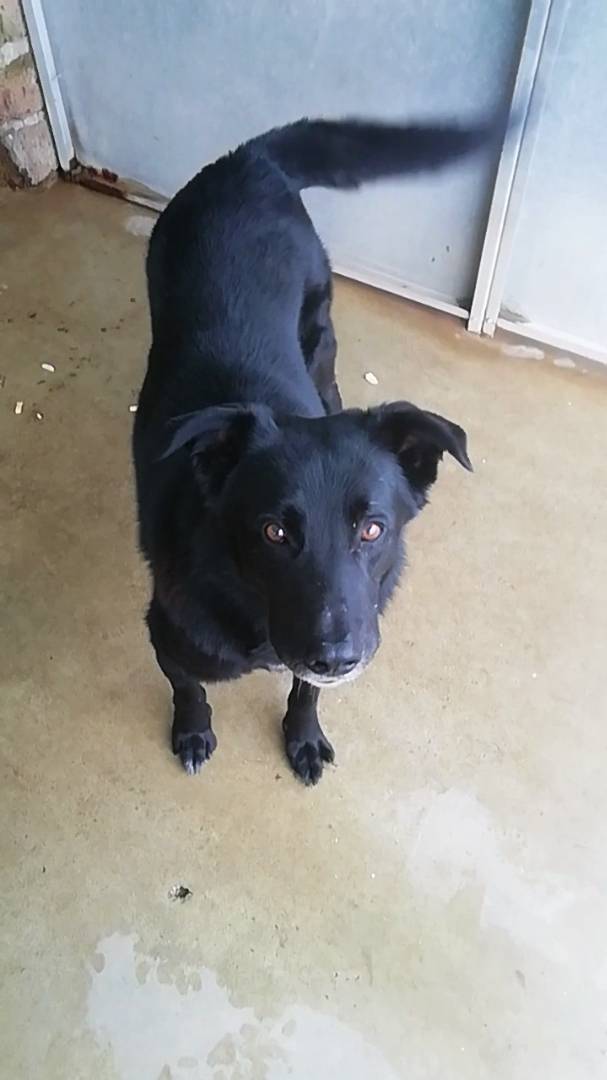 Adotta un cane, maschio, 13 anni  e 4 mesi , Viterbo