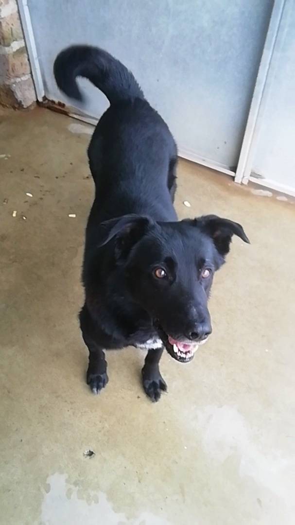 Adotta un cane, taglia grande, maschio, Viterbo