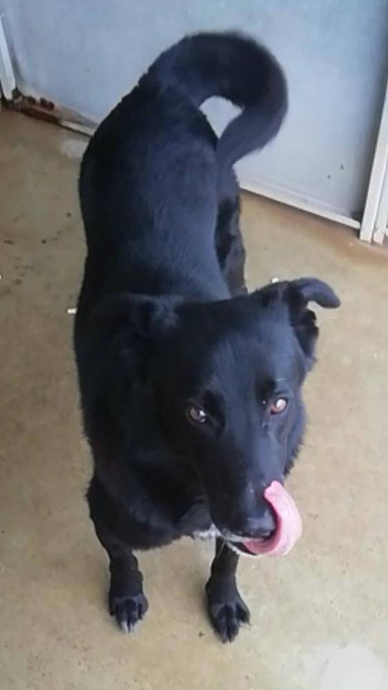 Vuoi adottare un cane a Viterbo?