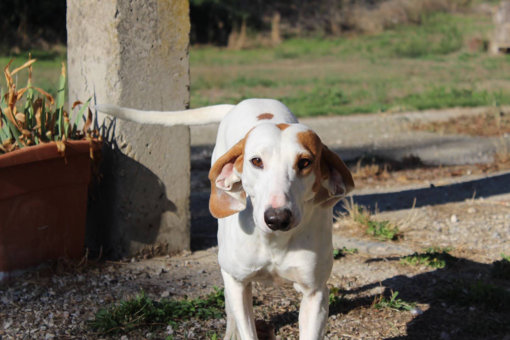Foto dell'animale