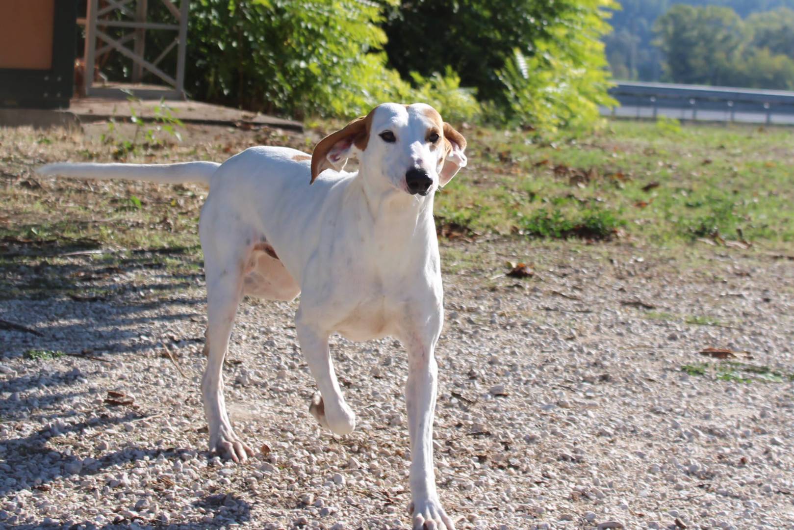 Vuoi adottare un cane a Viterbo?