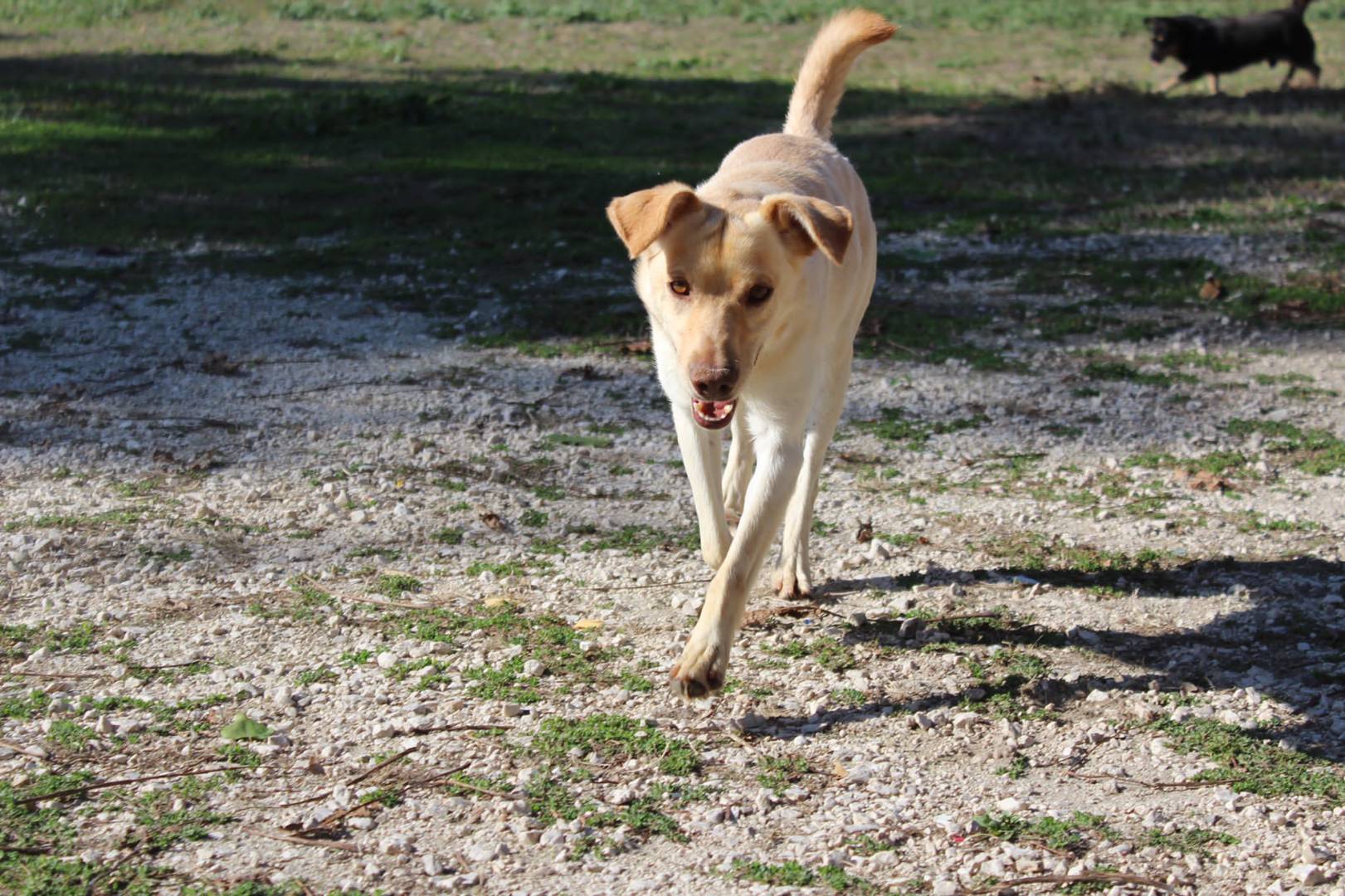 Adozione cane, maschio, meticcio, 7 anni  e 1 mese, taglia media, Viterbo