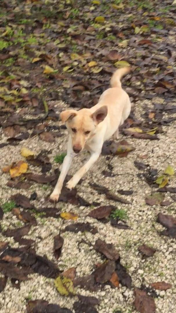 Adotta un cane, maschio, 7 anni  e 1 mese, Viterbo