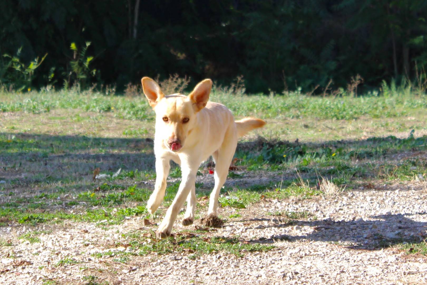 Adotta un cane, taglia media, maschio, Viterbo