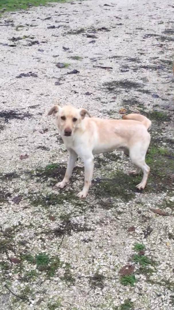 Vuoi adottare un cane a Viterbo?
