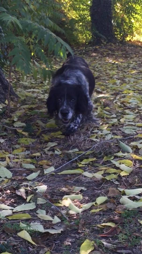 Adotta un cane, maschio, 11 anni  e 6 mesi , Viterbo