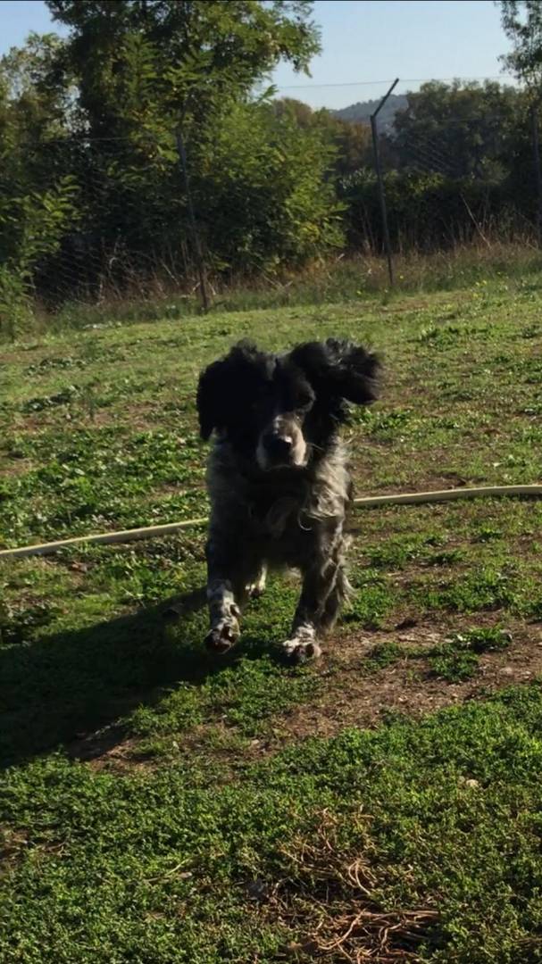 Vuoi adottare un cane a Viterbo?