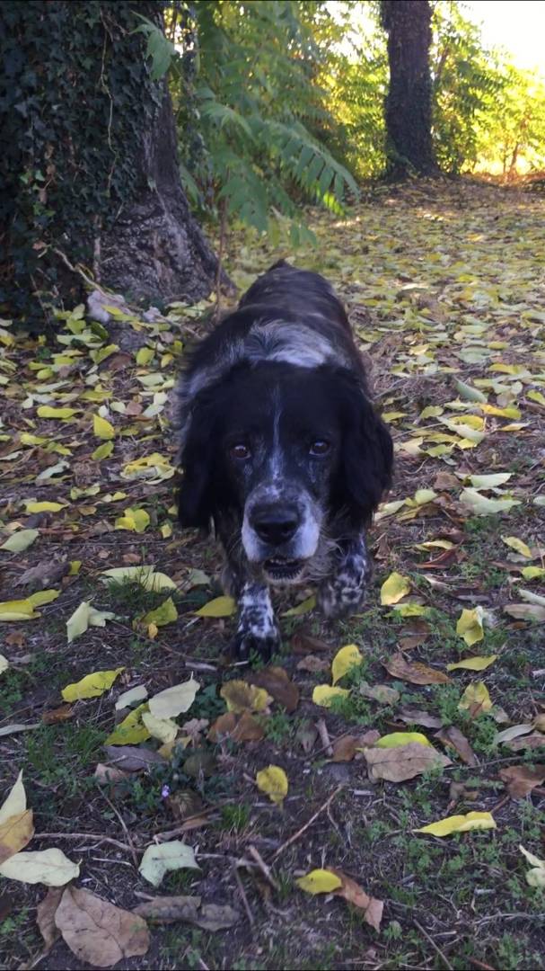 Adotta il cane POLDO a Viterbo