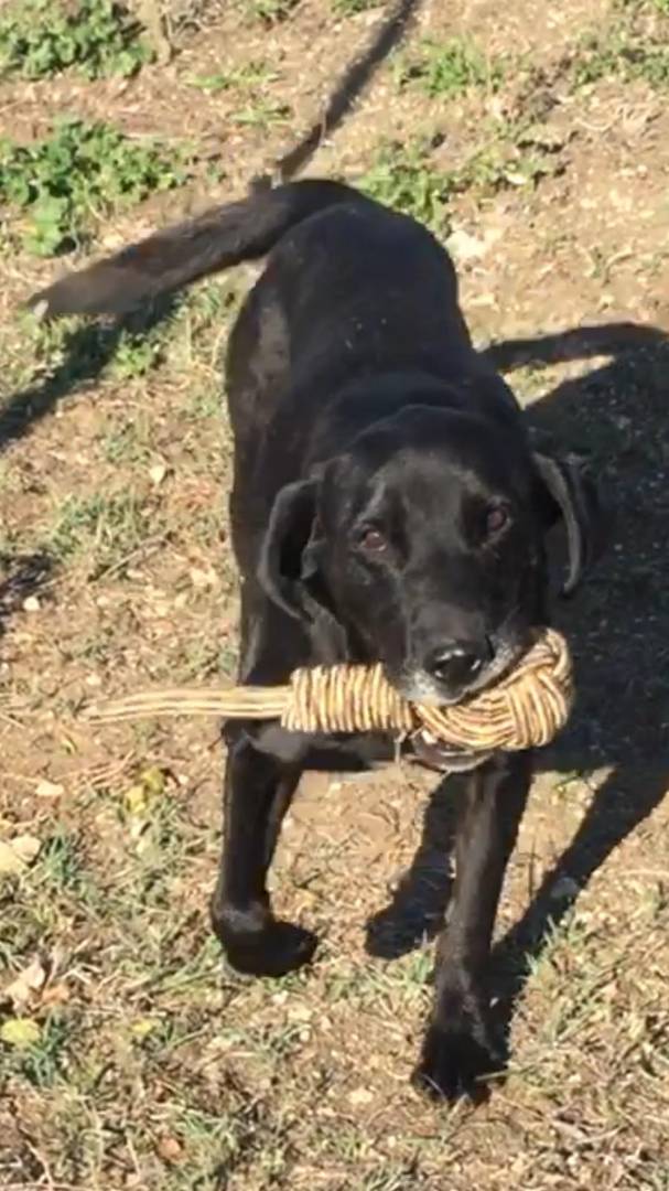 Adotta un cane, maschio, 10 anni  e 6 mesi , Viterbo