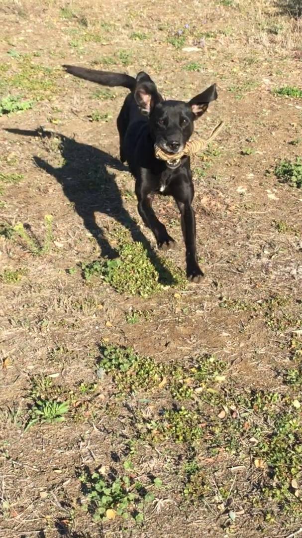 Adotta un cane, taglia media, maschio, Viterbo