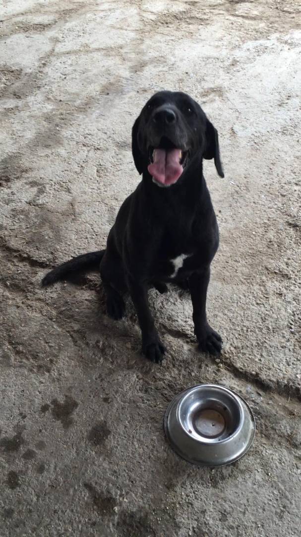 Vuoi adottare un cane a Viterbo?