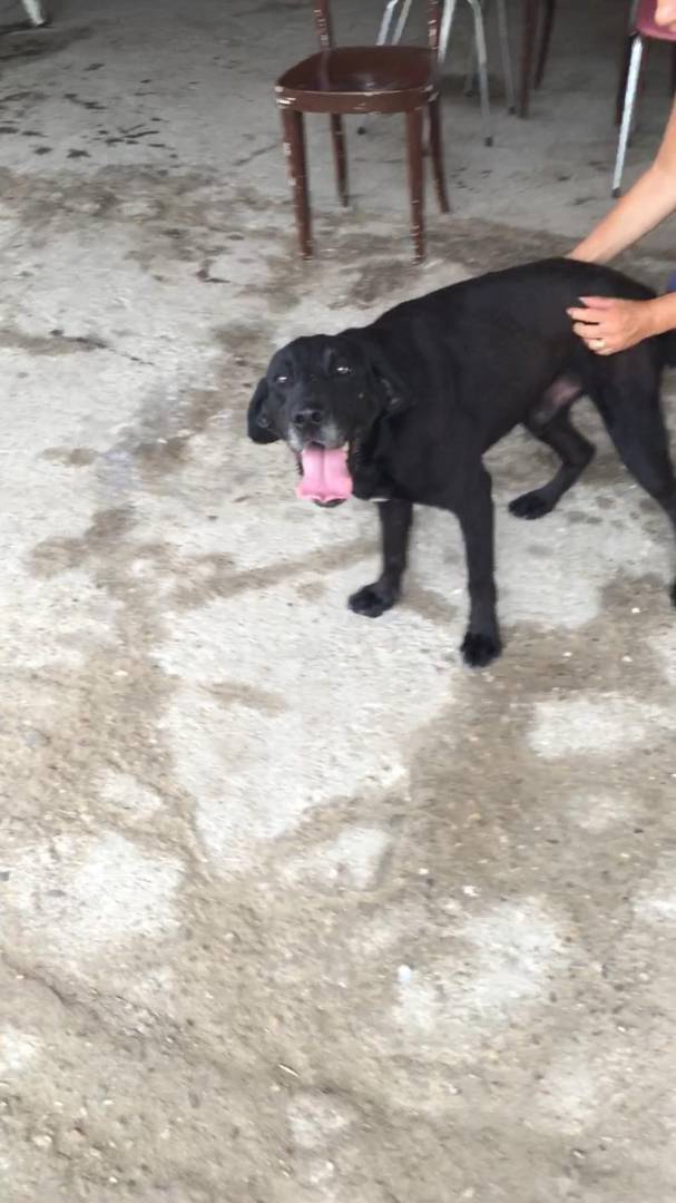 Adotta il cane FULMINE  a Viterbo