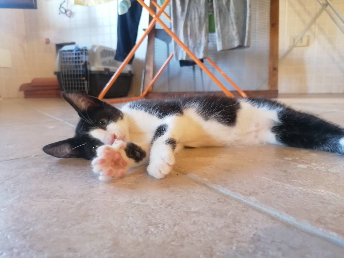 Adozione gatto, femmina, meticcio, 3 anni e 1 mese, taglia non valida, Forl