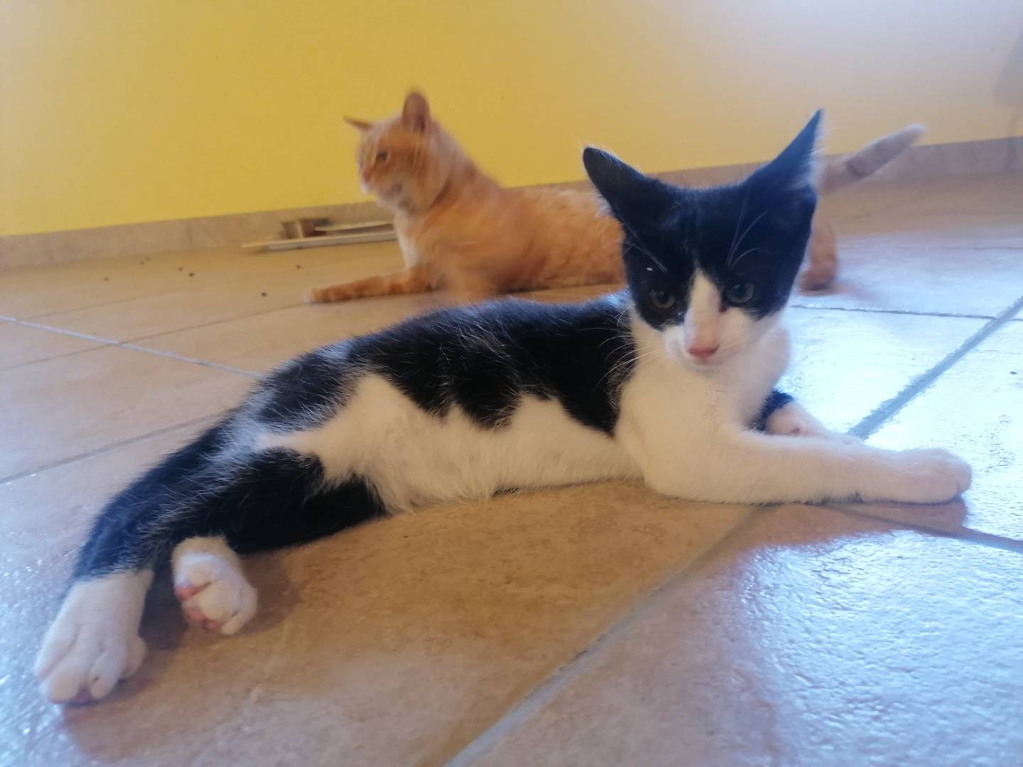 Adotta un gatto, femmina, 3 anni e 1 mese, Forl