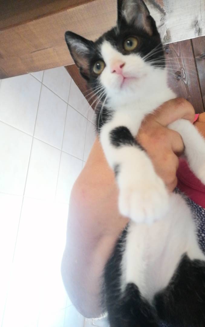 Adotta un gatto, taglia non valida, femmina, Forl