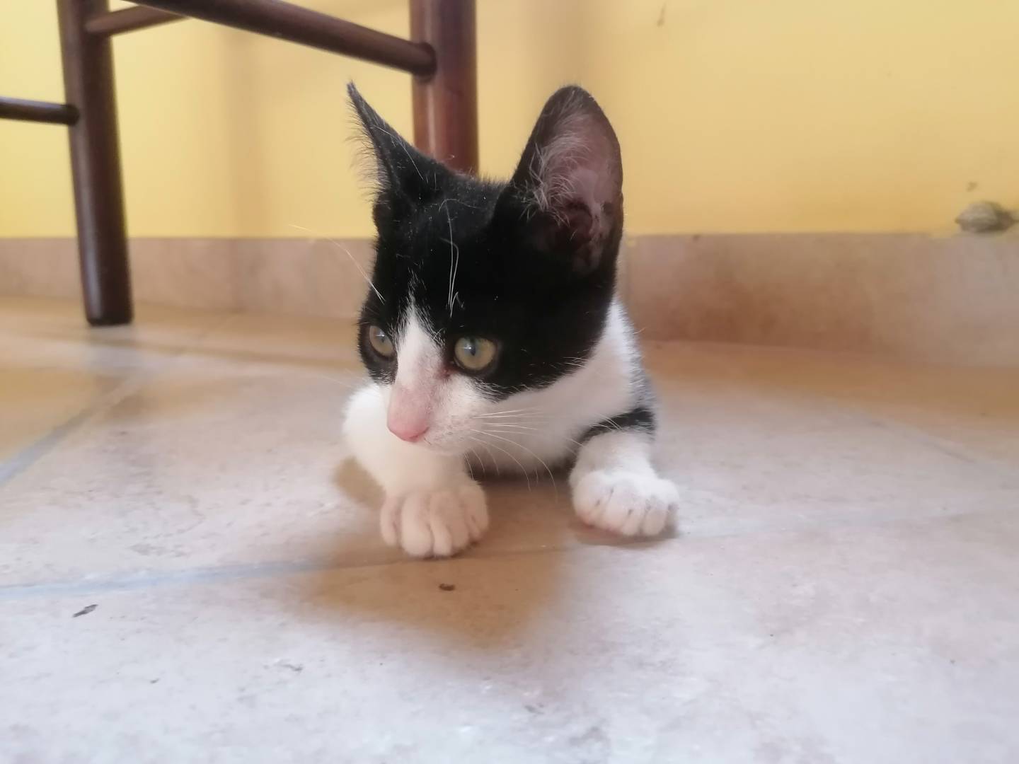 Vuoi adottare un gatto a Forl?
