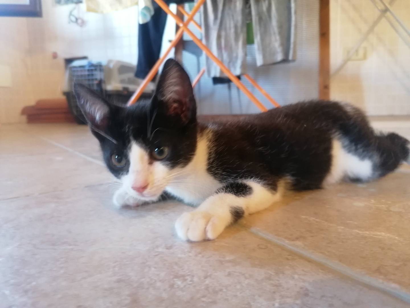 Adotta il gatto Kiki a Forl