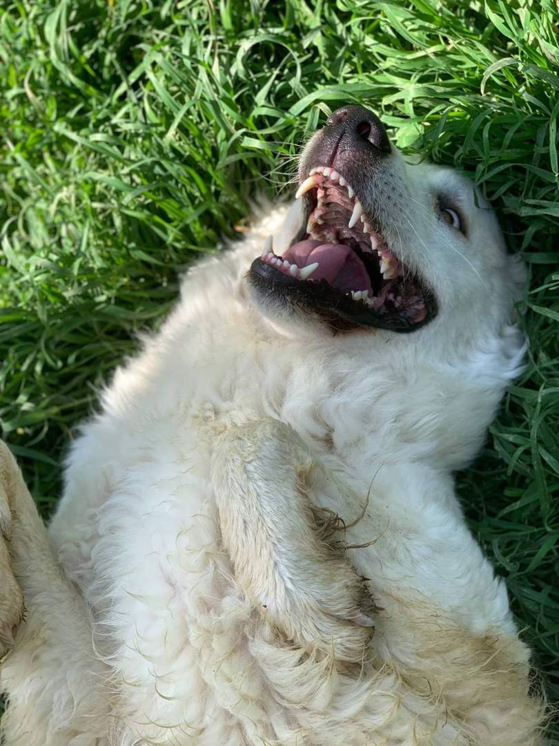 Vuoi adottare un cane a Firenze?