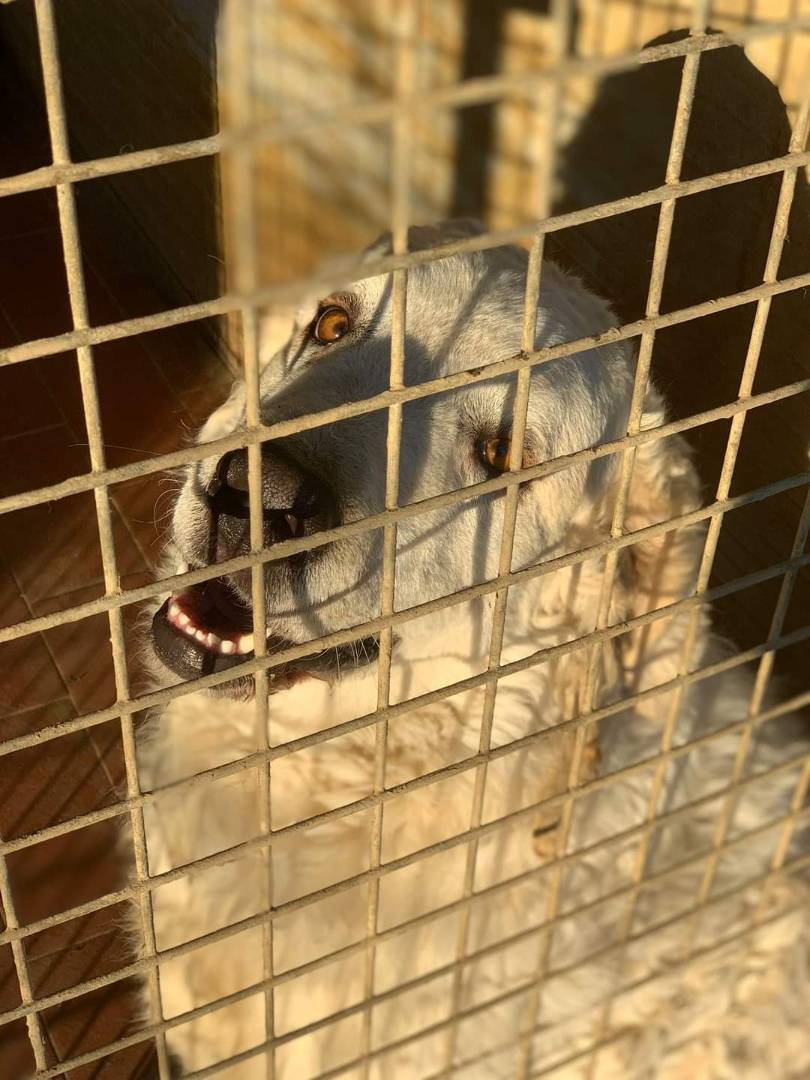 Adotta un cane, taglia gigante, maschio, Firenze
