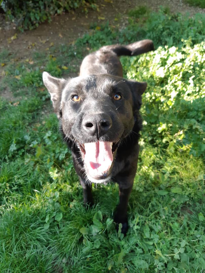 Adotta un cane, taglia media, maschio, Firenze