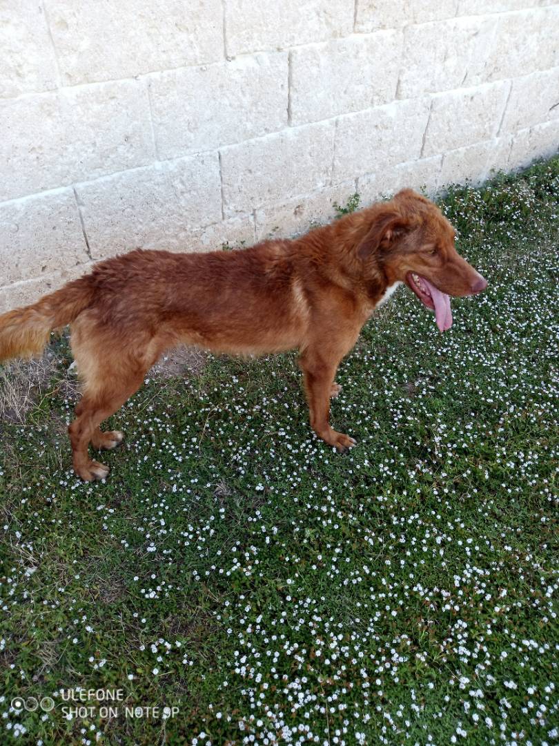 Adotta un cane, maschio, 2 anni  e 8 mesi , Taranto