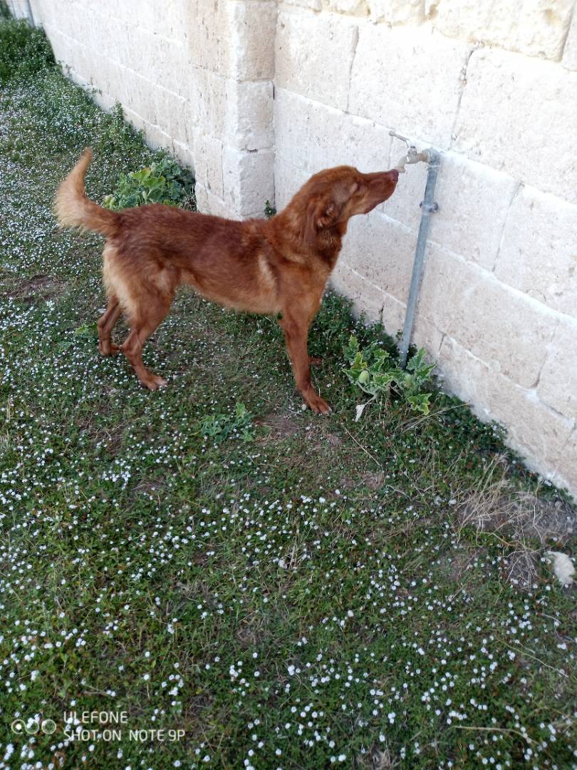 Adotta un cane, taglia media, maschio, Taranto