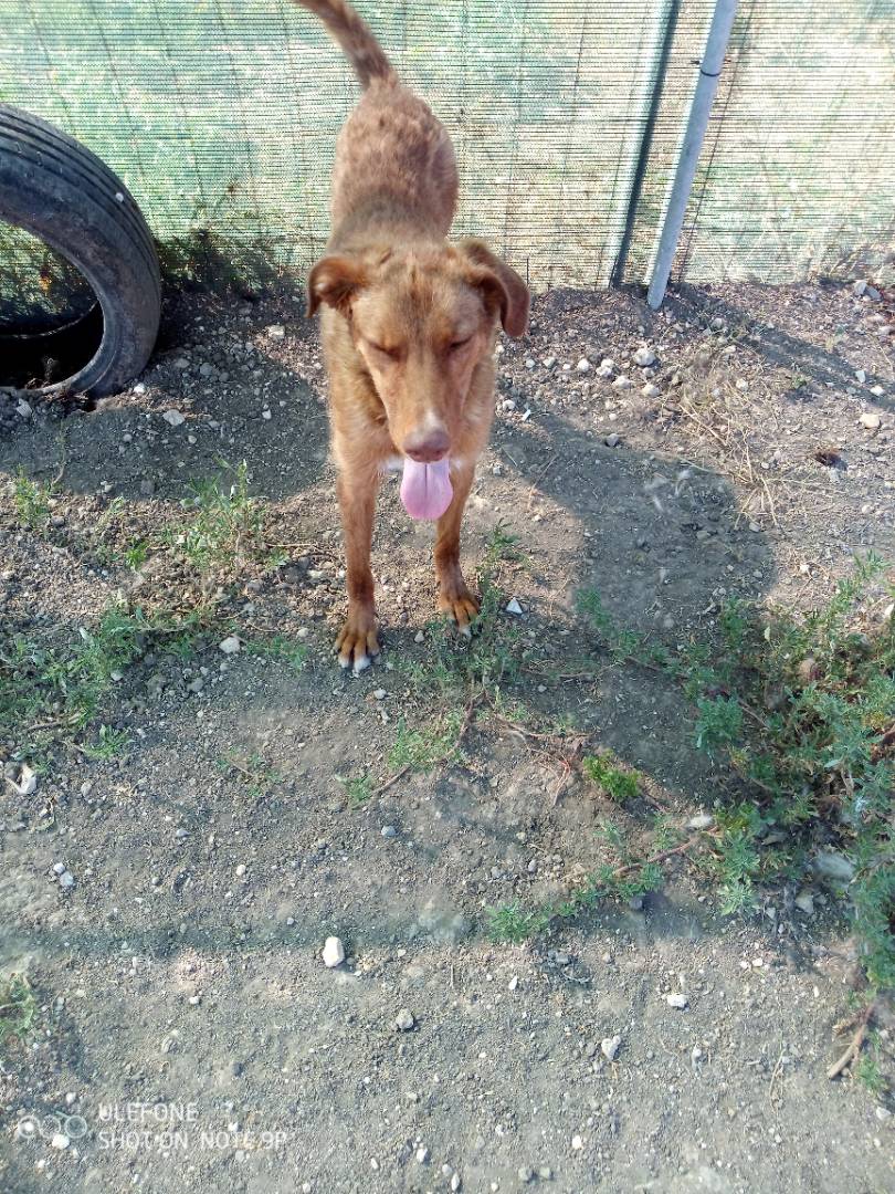Vuoi adottare un cane a Taranto?