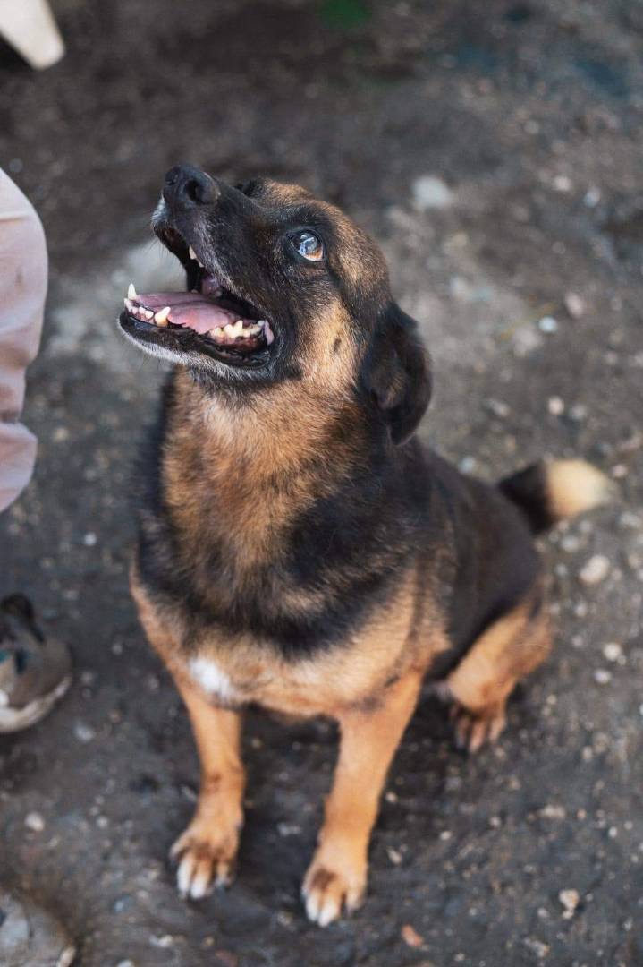 Adotta un cane, taglia media contenuta, maschio, Napoli