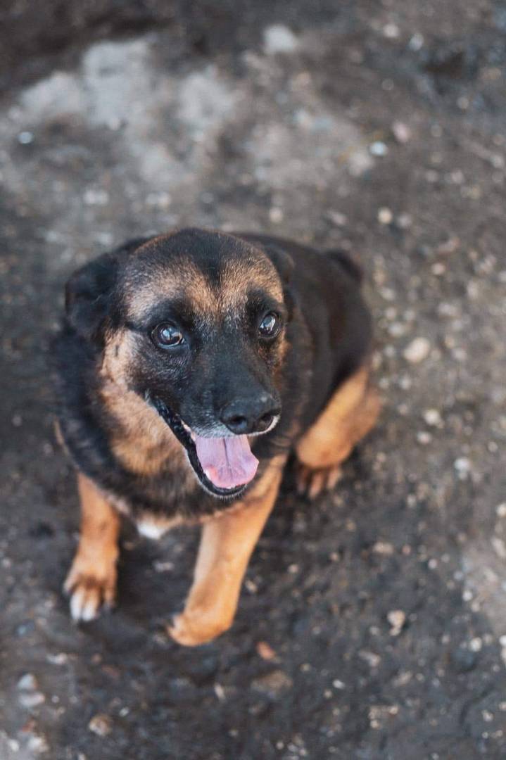Vuoi adottare un cane a Napoli?