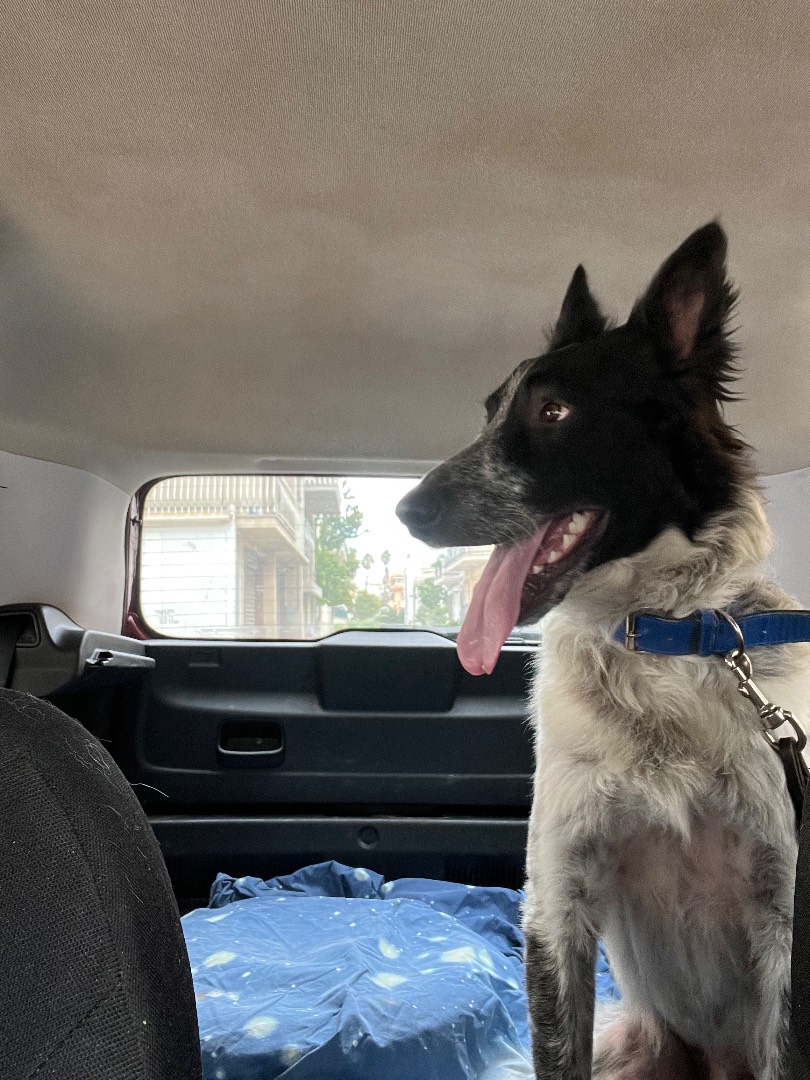 Adotta un cane, maschio, 3 anni  e 5 mesi , Siracusa