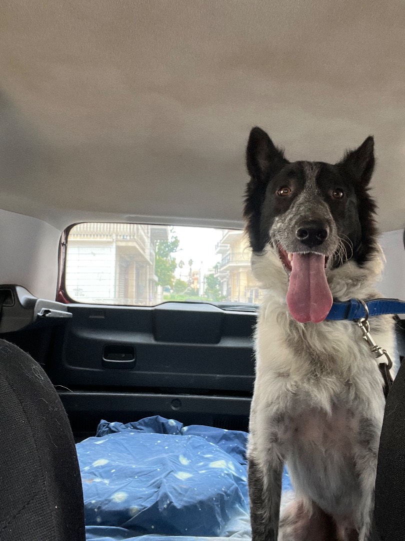 Adotta un cane, taglia media, maschio, Siracusa