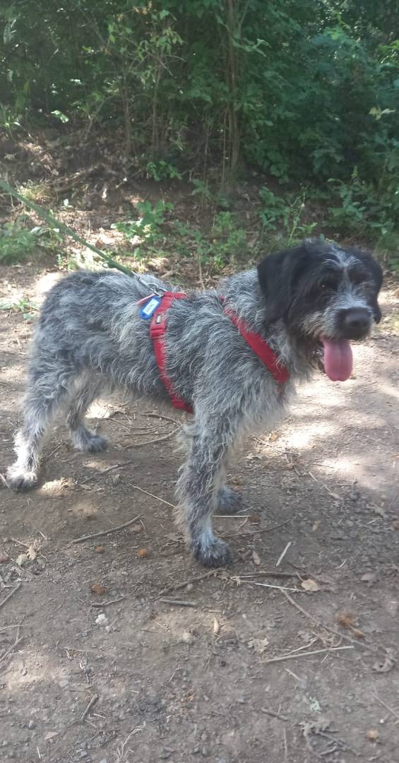 Adozione cane, femmina, meticcio, 6 anni  e 2 mesi , taglia media, Terni