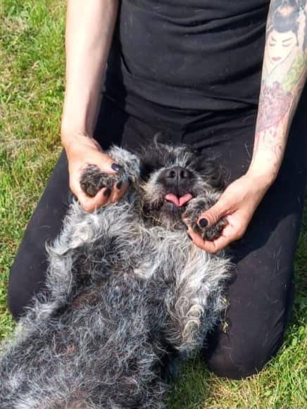 Adotta un cane, femmina, 6 anni  e 2 mesi , Terni
