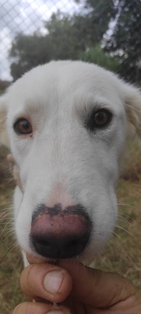 Foto dell'animale