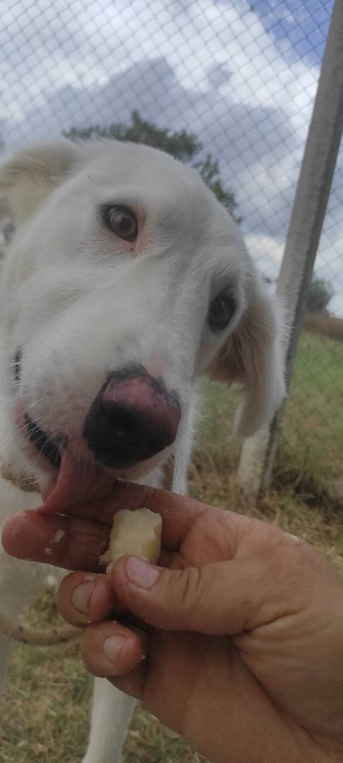 Adotta un cane, femmina, 1 anno e 10 mesi , Viterbo