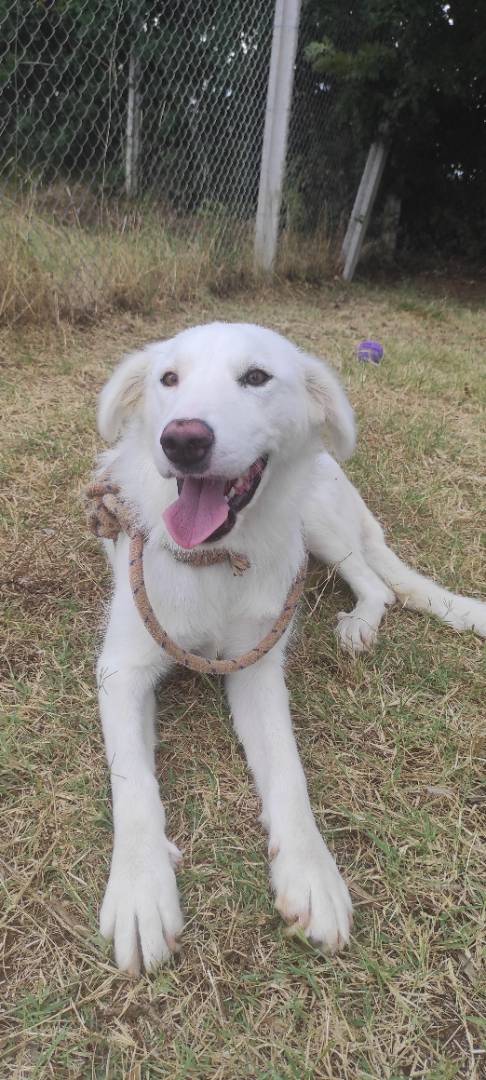 Adotta un cane, taglia grande, femmina, Viterbo