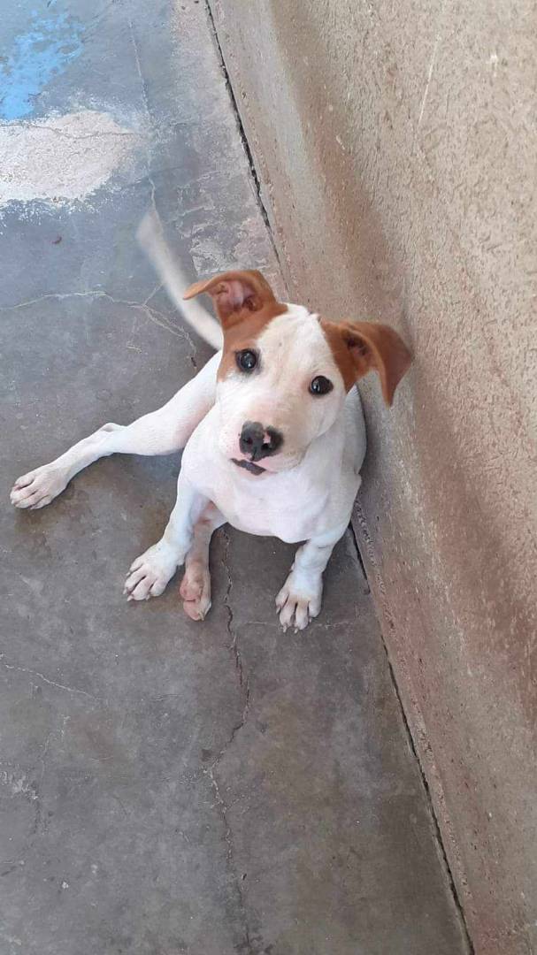 Adotta un cane, maschio, 2 anni  e 2 mesi , Firenze