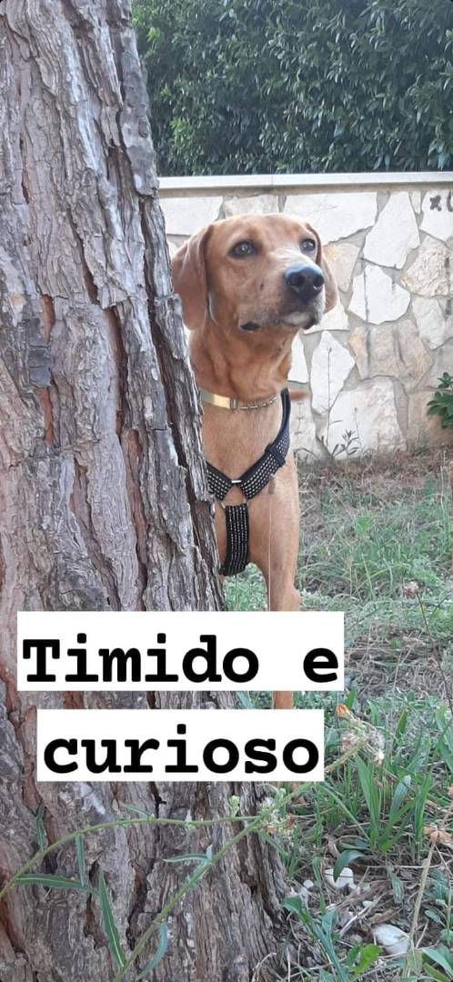 Adotta un cane, maschio, 7 anni  e 2 mesi , Chieti