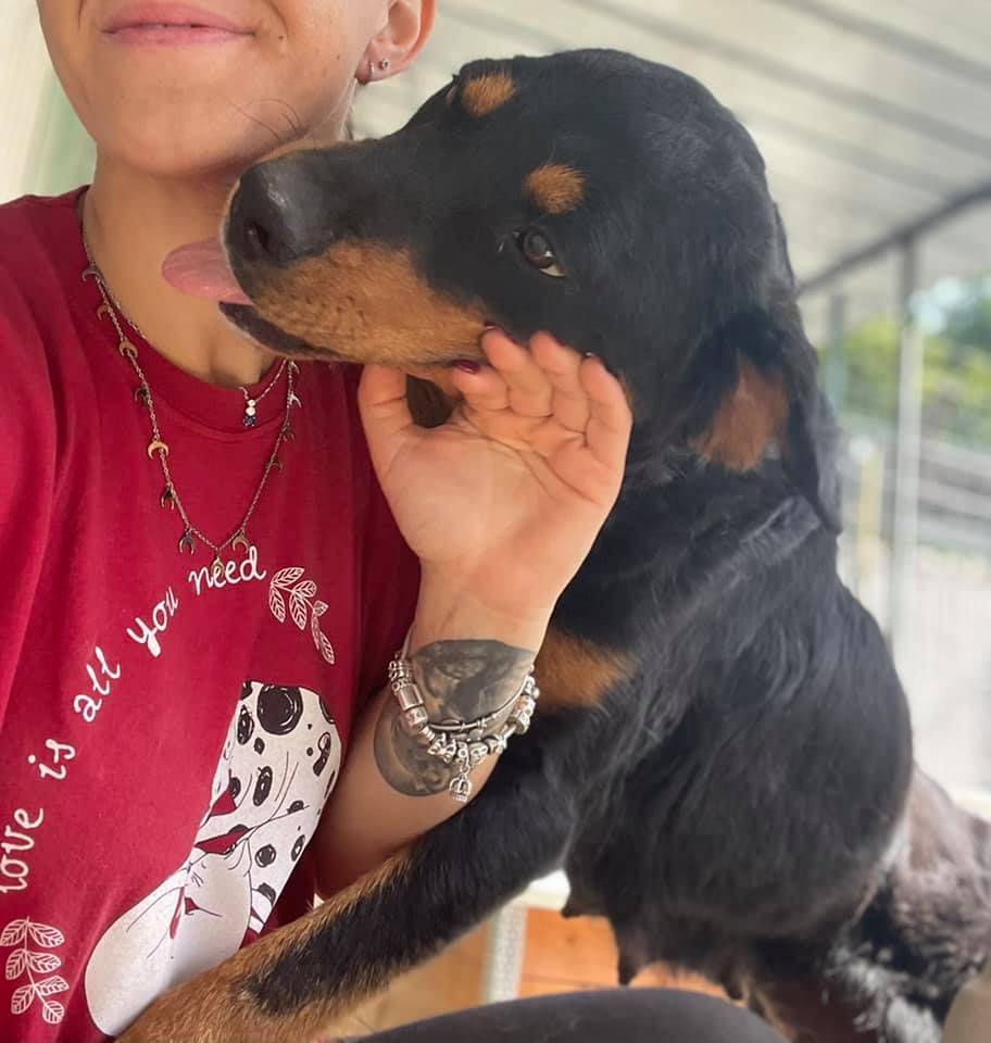 Adotta un cane, taglia grande, femmina, Firenze