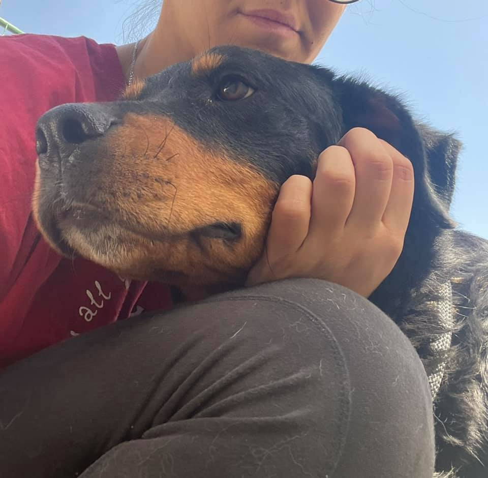 Vuoi adottare un cane a Firenze?