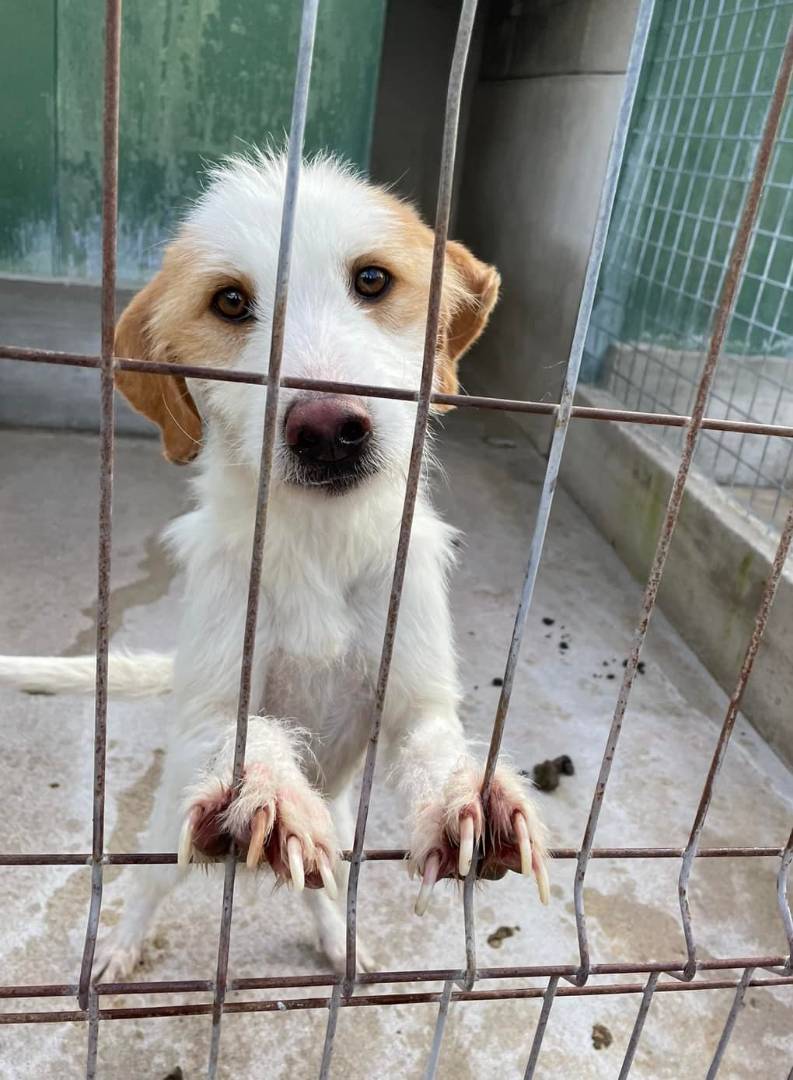 Adotta un cane, taglia media, femmina, Firenze