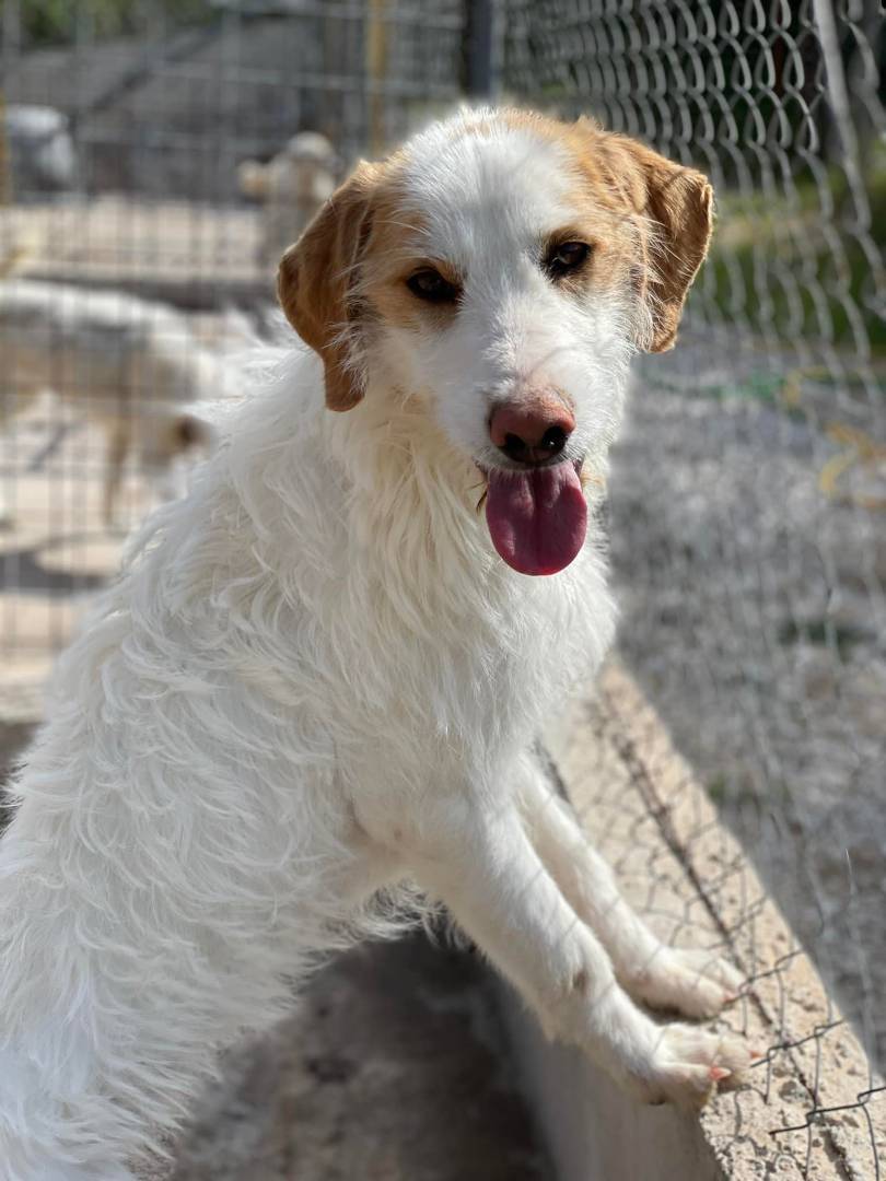 Vuoi adottare un cane a Firenze?