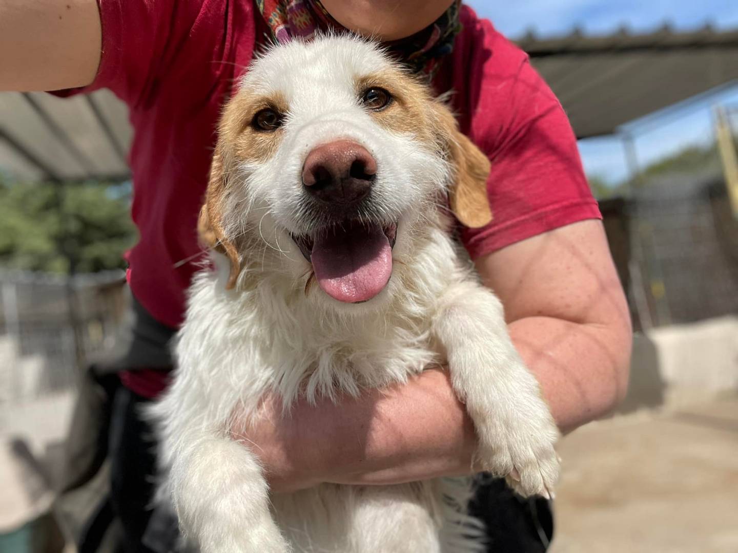 Adotta un cane, femmina, 6 anni e 1 mese, Firenze