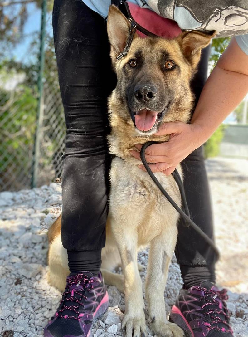 Adotta un cane, femmina, 5 anni  e 7 mesi , Firenze