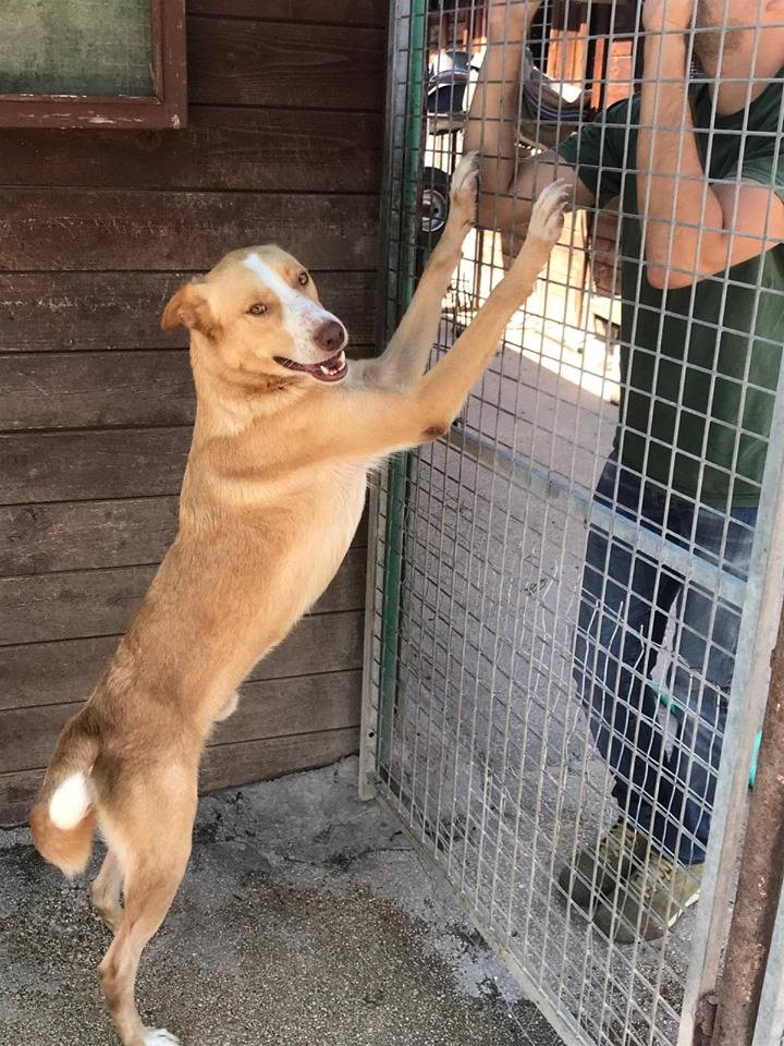 Foto 3 dell'animale