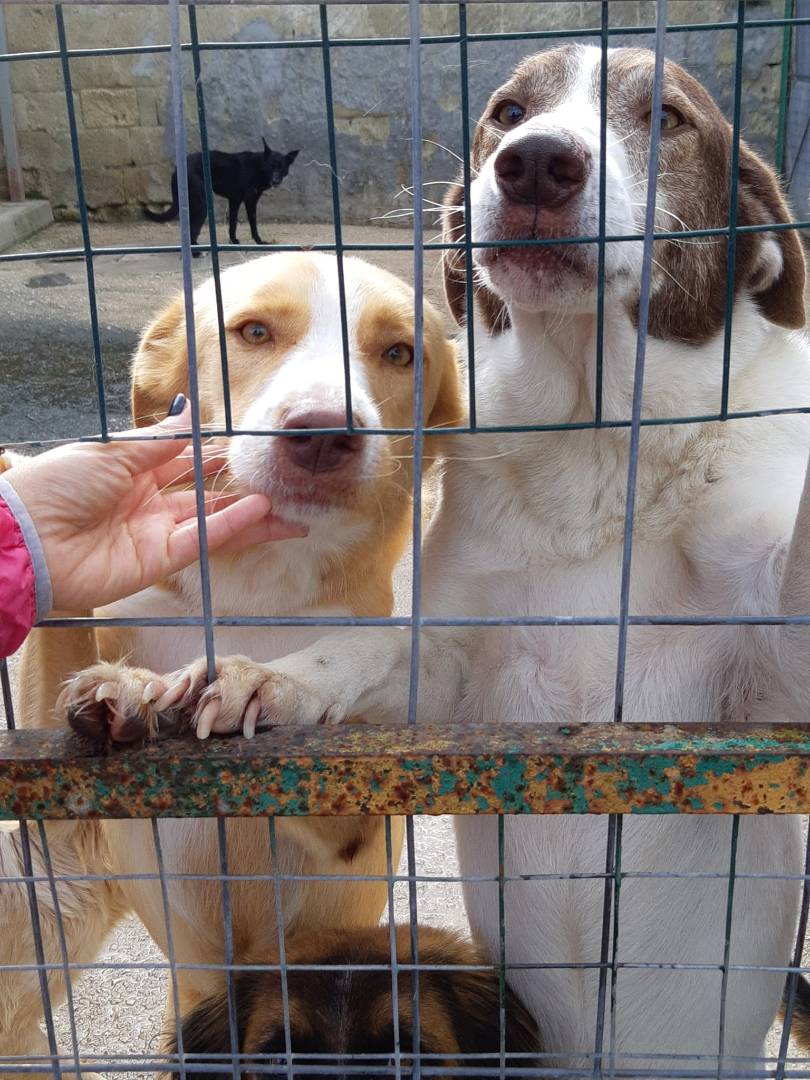 Vuoi adottare un cane a Firenze?