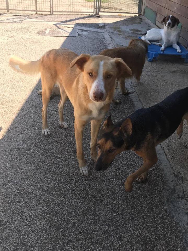 Adotta il cane BIONDO a Firenze